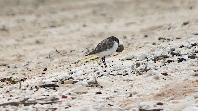 arkipello - ML608815702