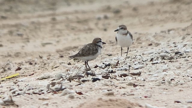 arkipello - ML608815705