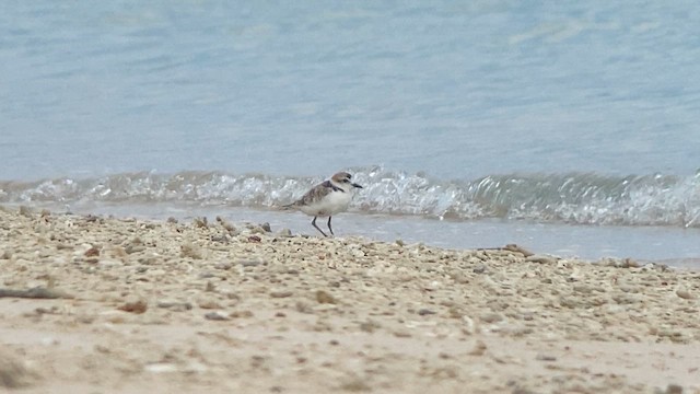 arkipello - ML608815706