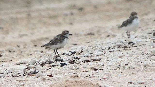 arkipello - ML608815707