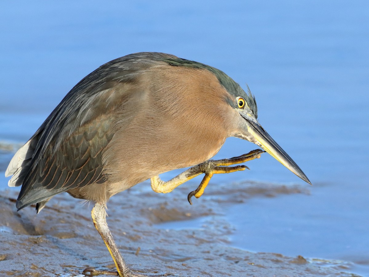 Striated Heron - ML608815753