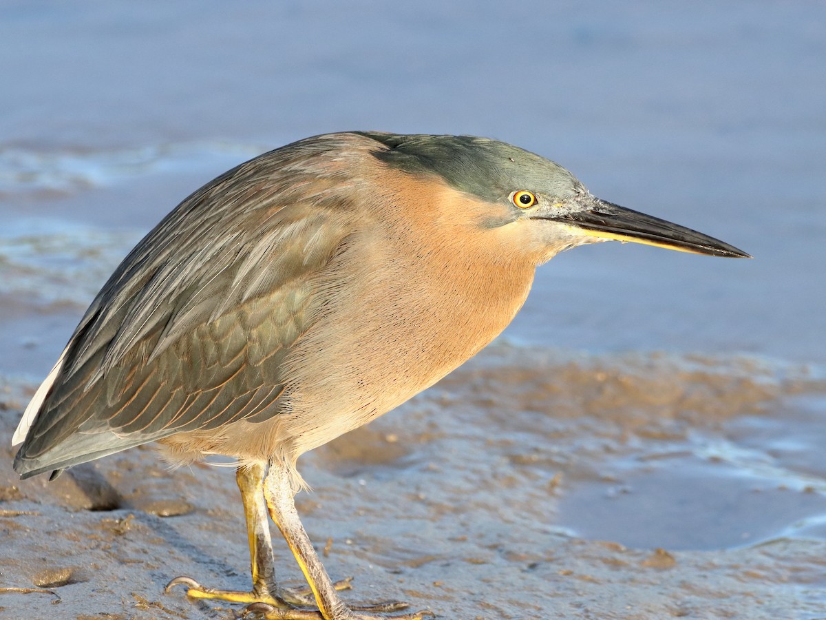 Striated Heron - Rolo Rodsey