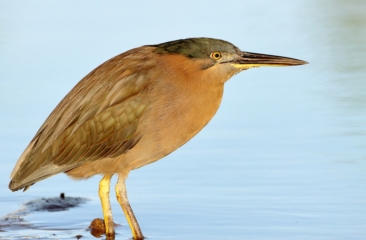 Striated Heron - Rolo Rodsey