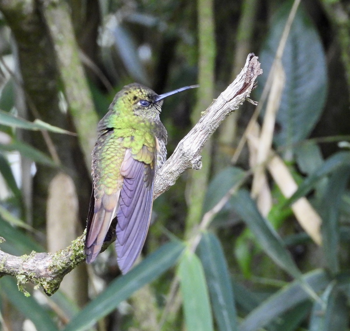 kolibřík žlutoocasý - ML608815820