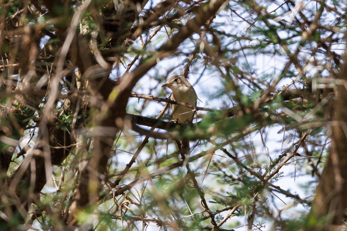 Eastern Olivaceous Warbler - ML608816092