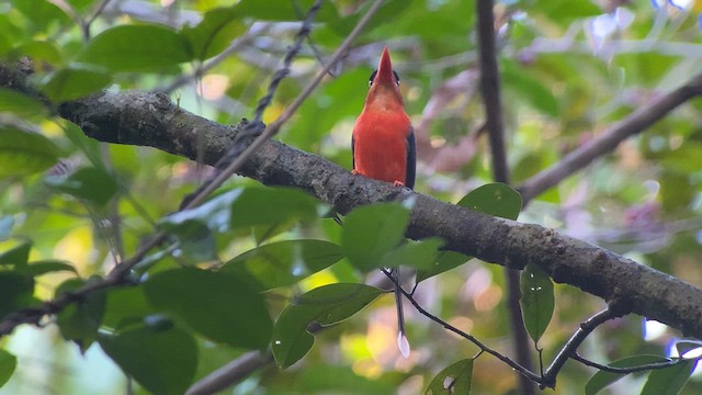 Red-breasted Paradise-Kingfisher - ML608816158