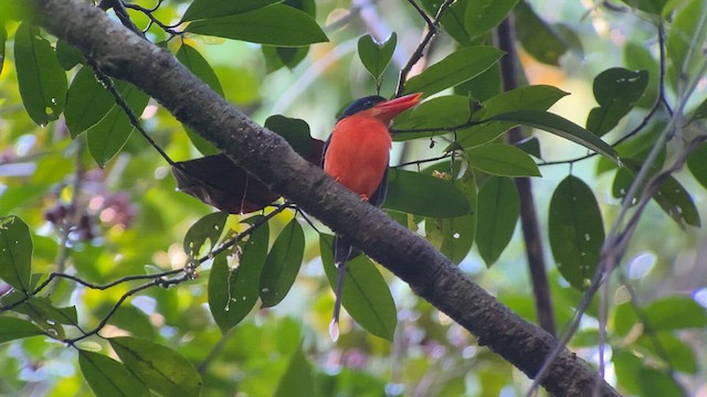 Red-breasted Paradise-Kingfisher - ML608816159