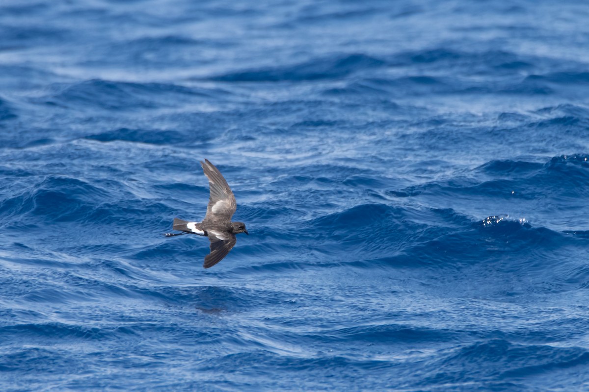 Wilson's Storm-Petrel - ML608816229