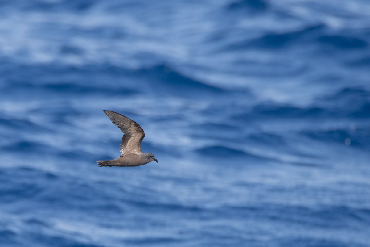 Swinhoe's Storm-Petrel - uri laor