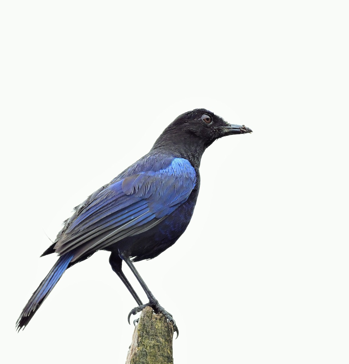 Malabar Whistling-Thrush - Hetali Karia