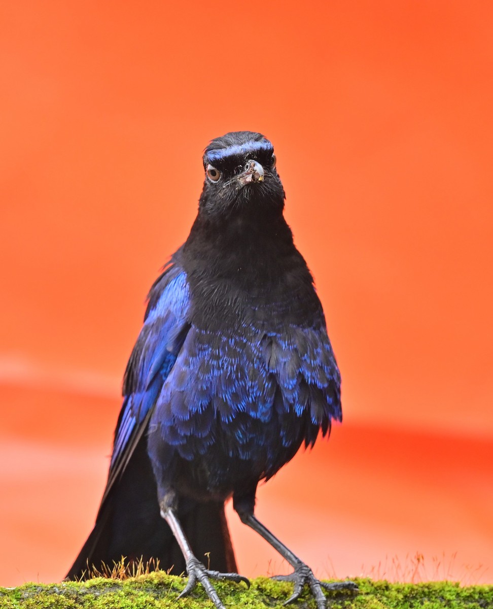 Malabar Whistling-Thrush - Hetali Karia