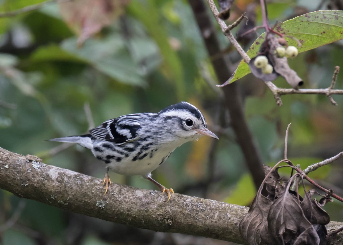 Black-and-white Warbler - ML608816249