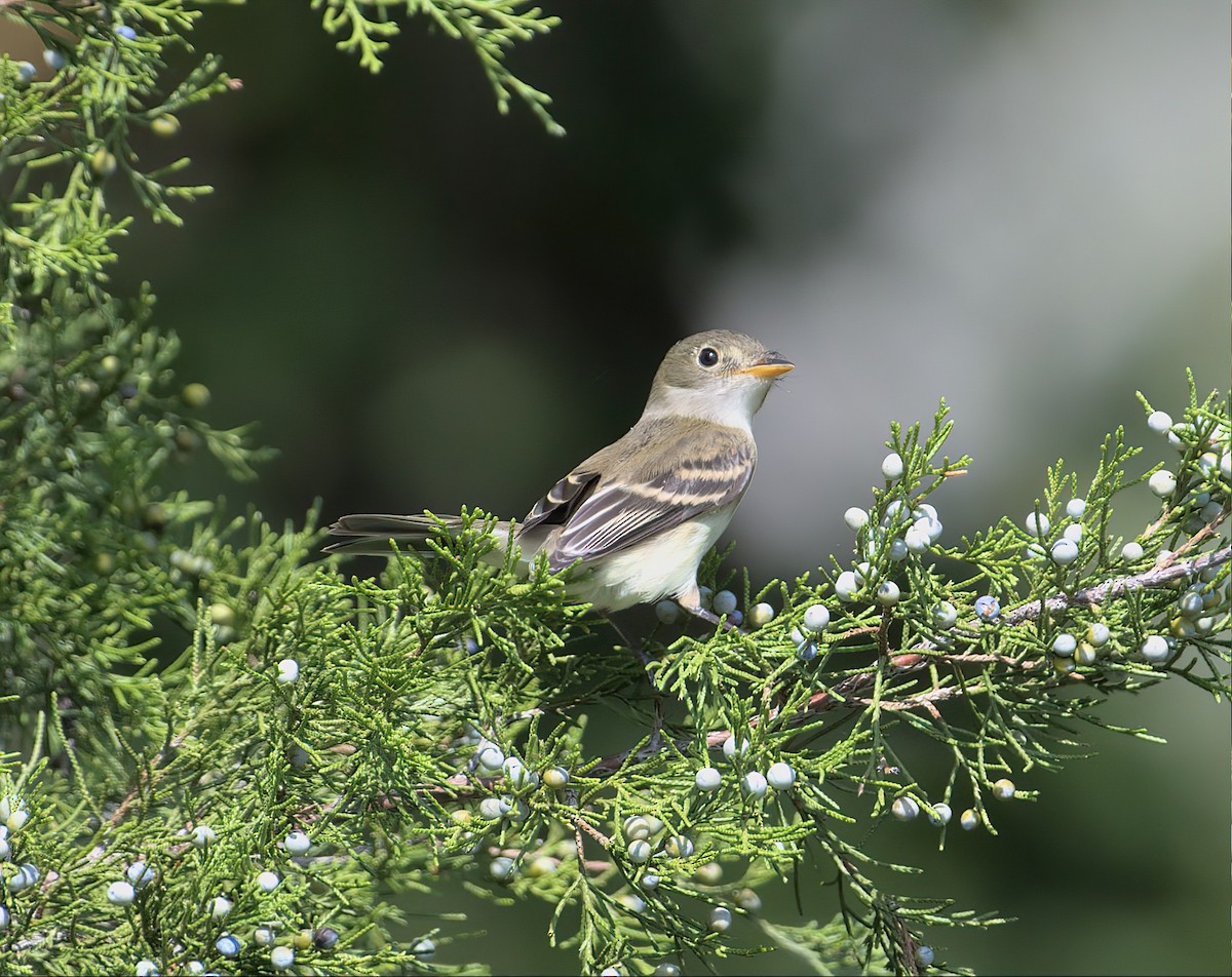 Least Flycatcher - ML608816292