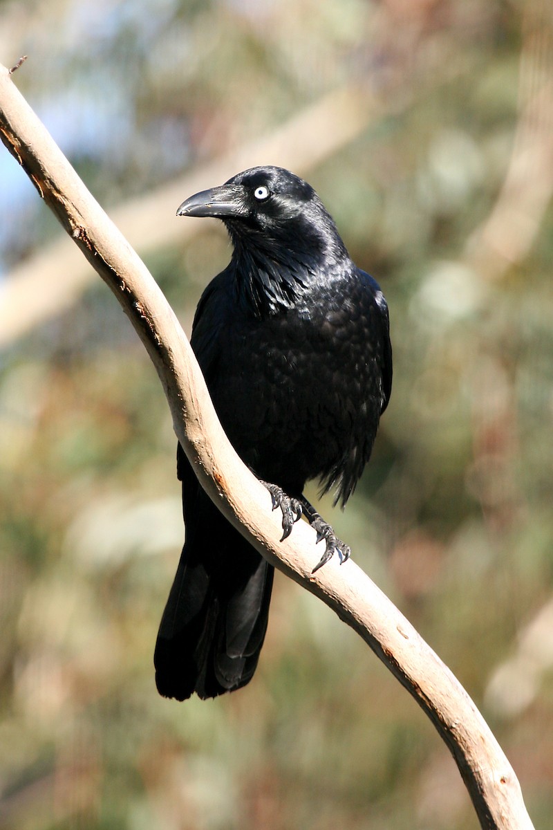 Australian Raven - ML608816326