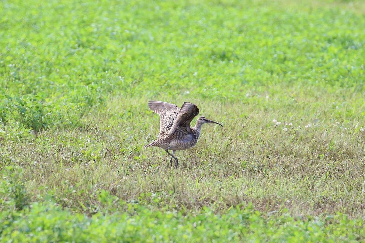 Hudsonian Whimbrel - Phil Mills