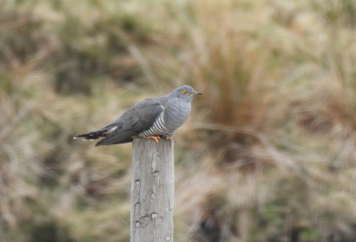 Common Cuckoo - ML608816370