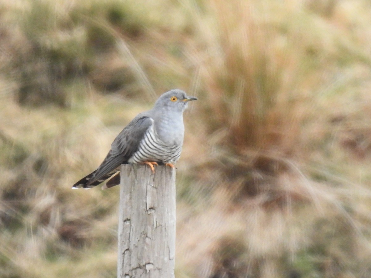 Coucou gris - ML608816371