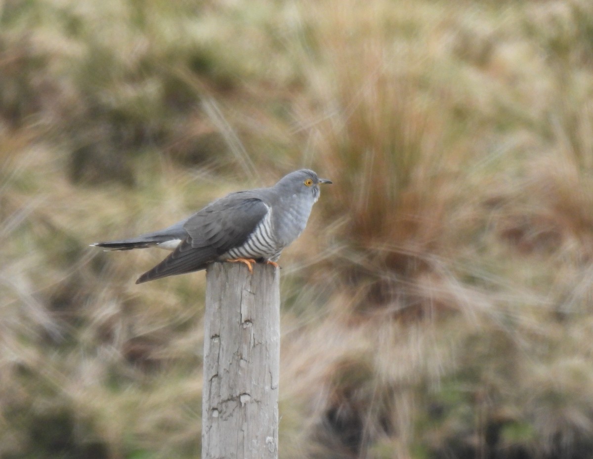 Common Cuckoo - ML608816372