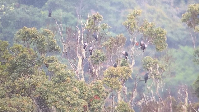 Papuan Mountain-Pigeon - ML608816391