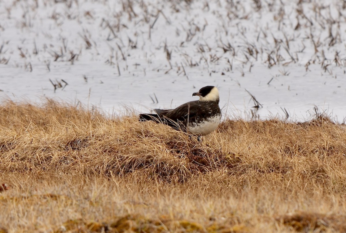 Pomarine Jaeger - ML608816428