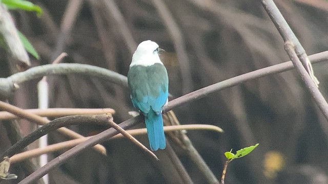 Beach Kingfisher - ML608816478