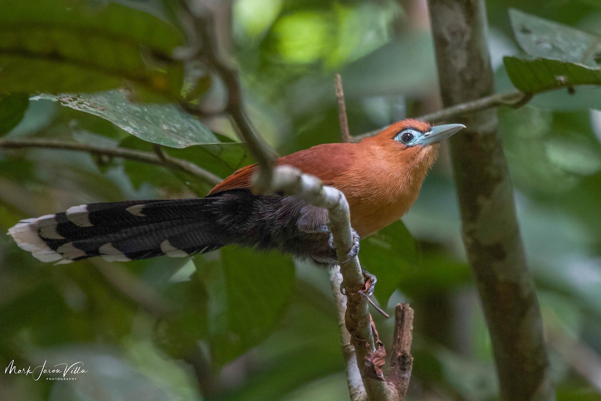 Raffles's Malkoha - ML608816510