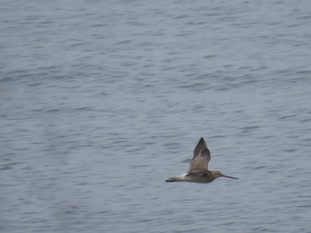 Bar-tailed Godwit - ML608816522