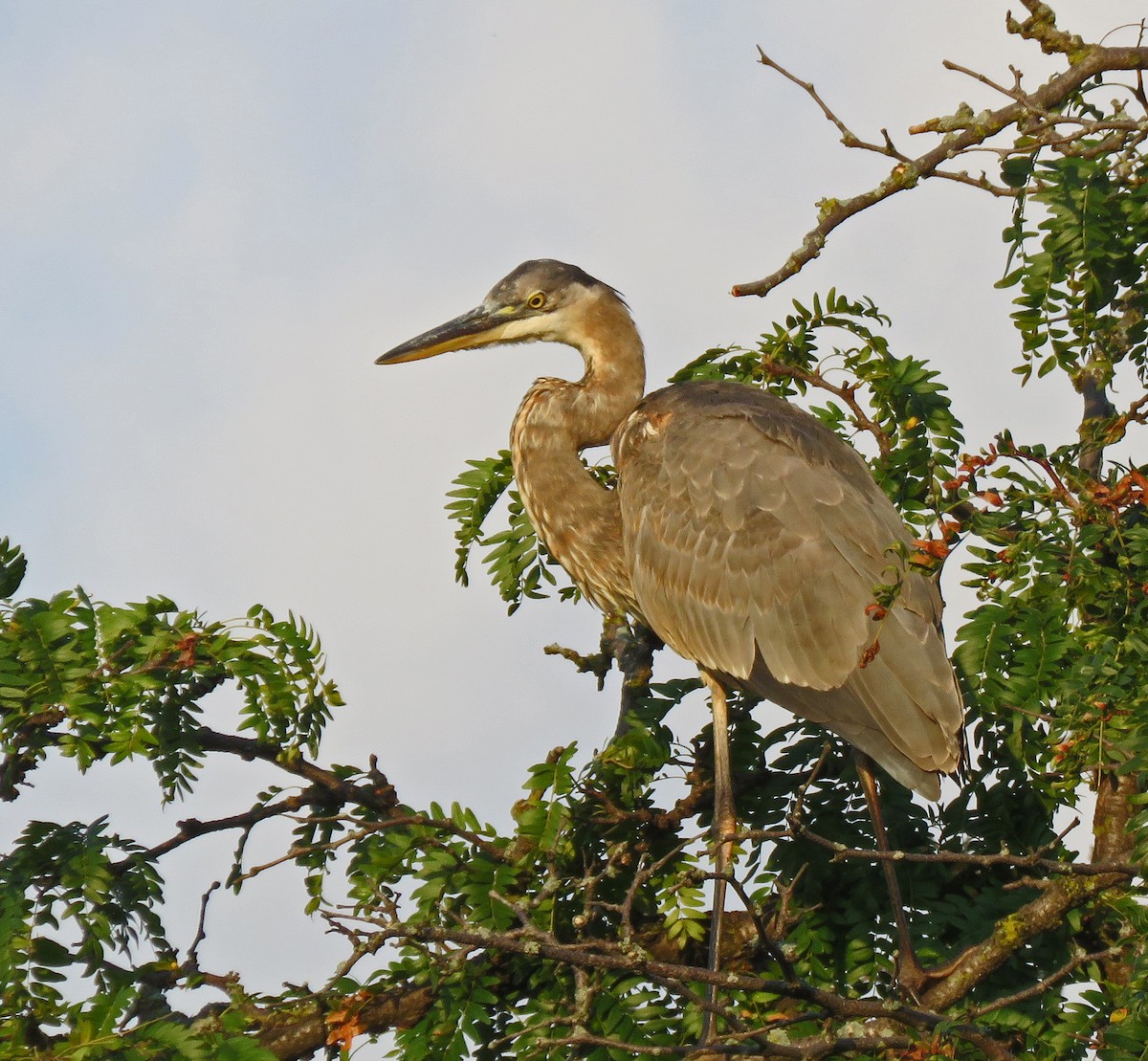 Great Blue Heron - ML608816575