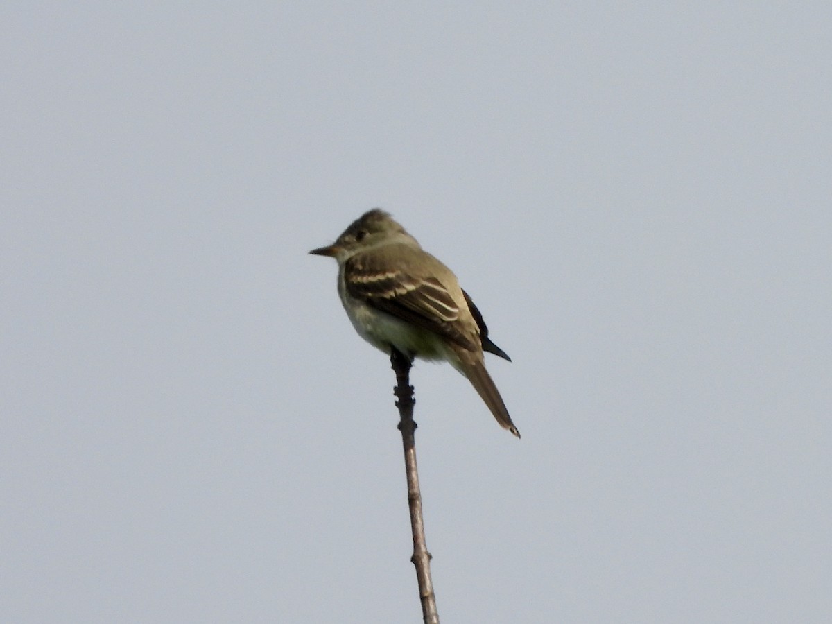 Eastern Wood-Pewee - ML608816594