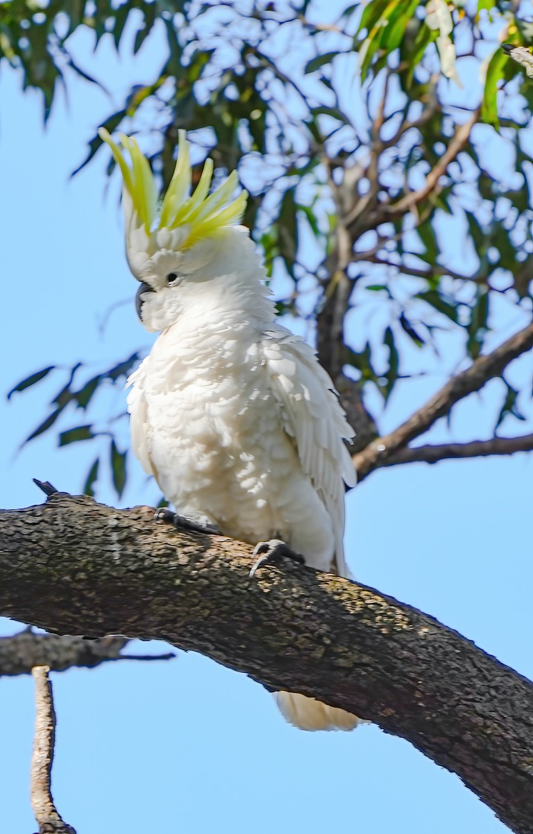 Sulphur-crested Cockatoo - ML608816597