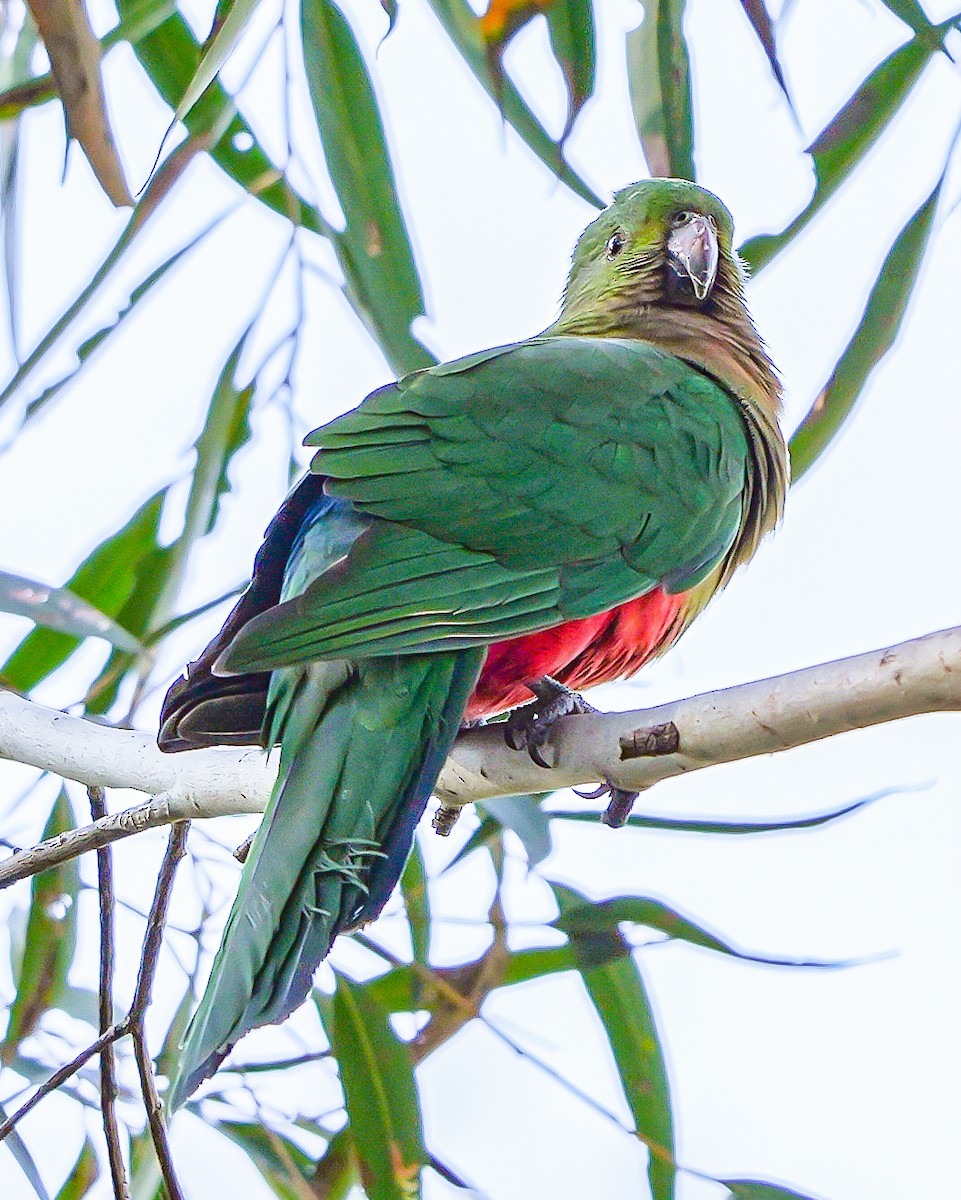 Avustralya Kral Papağanı - ML608816599