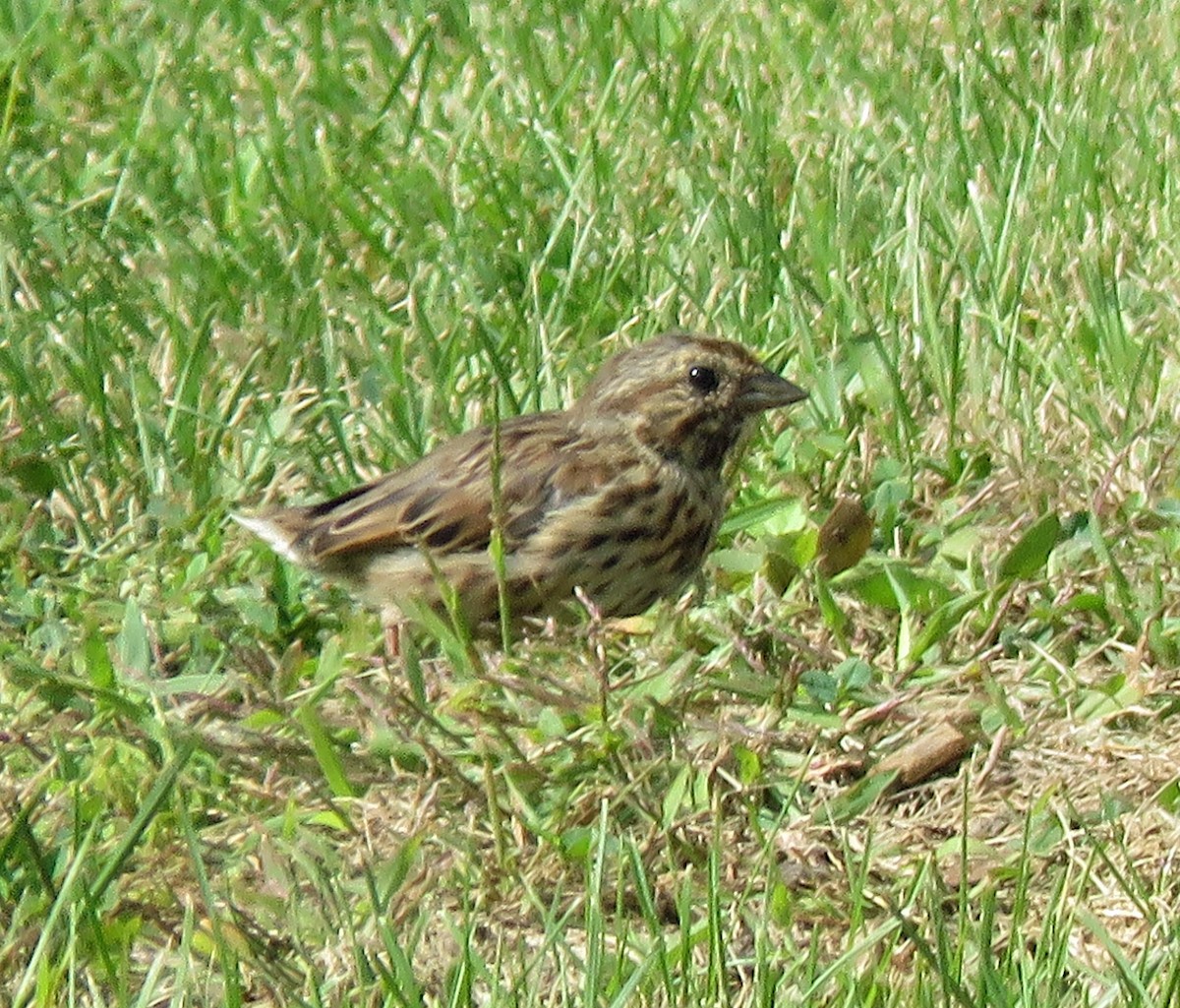 Song Sparrow - ML608816632