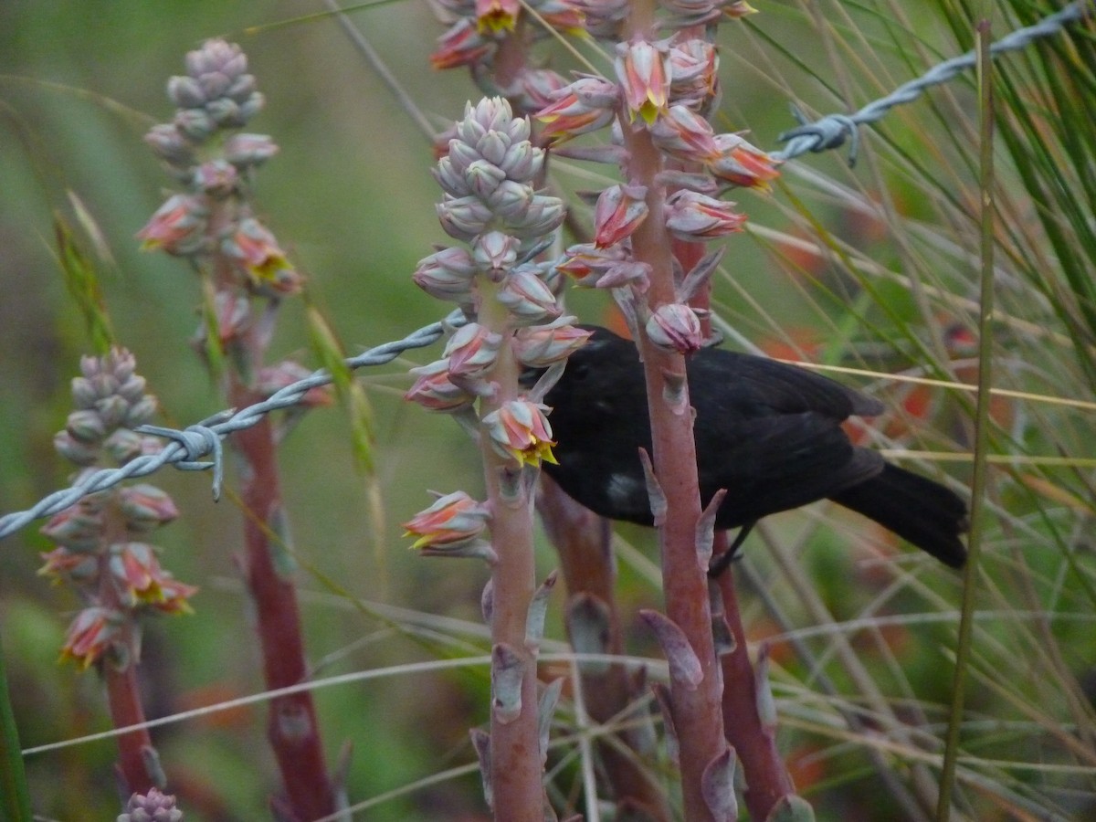 Merida Flowerpiercer - ML608816747