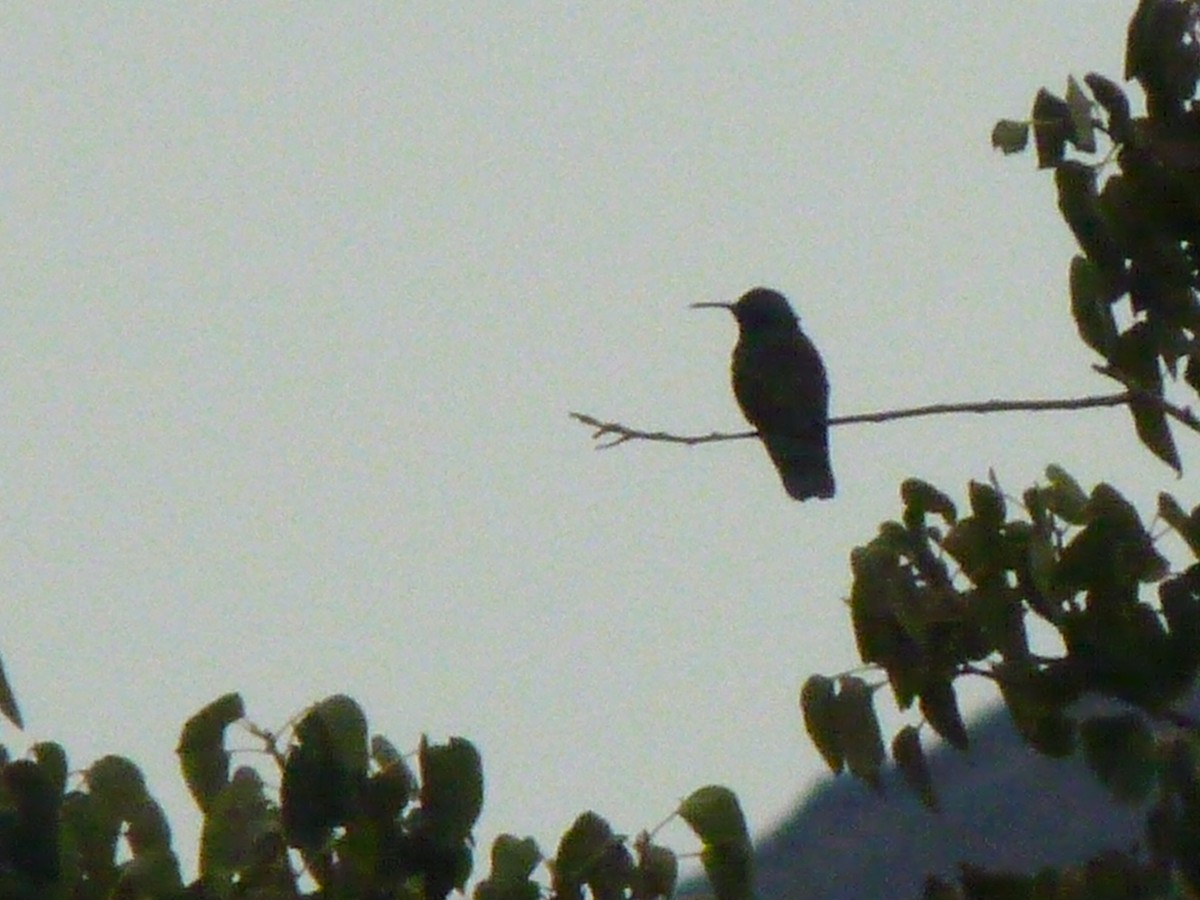kolibřík modrouchý - ML608816756