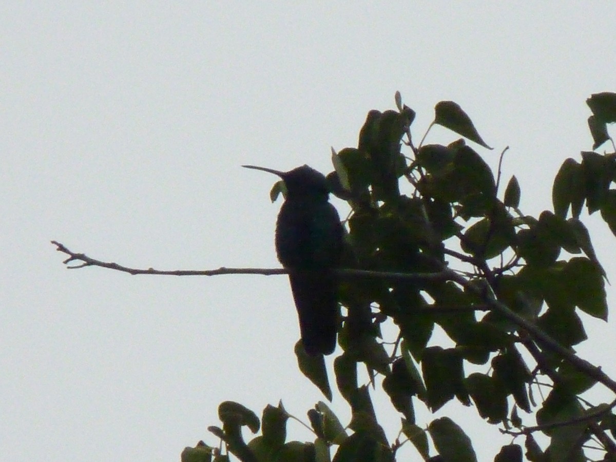 kolibřík modrouchý - ML608816757