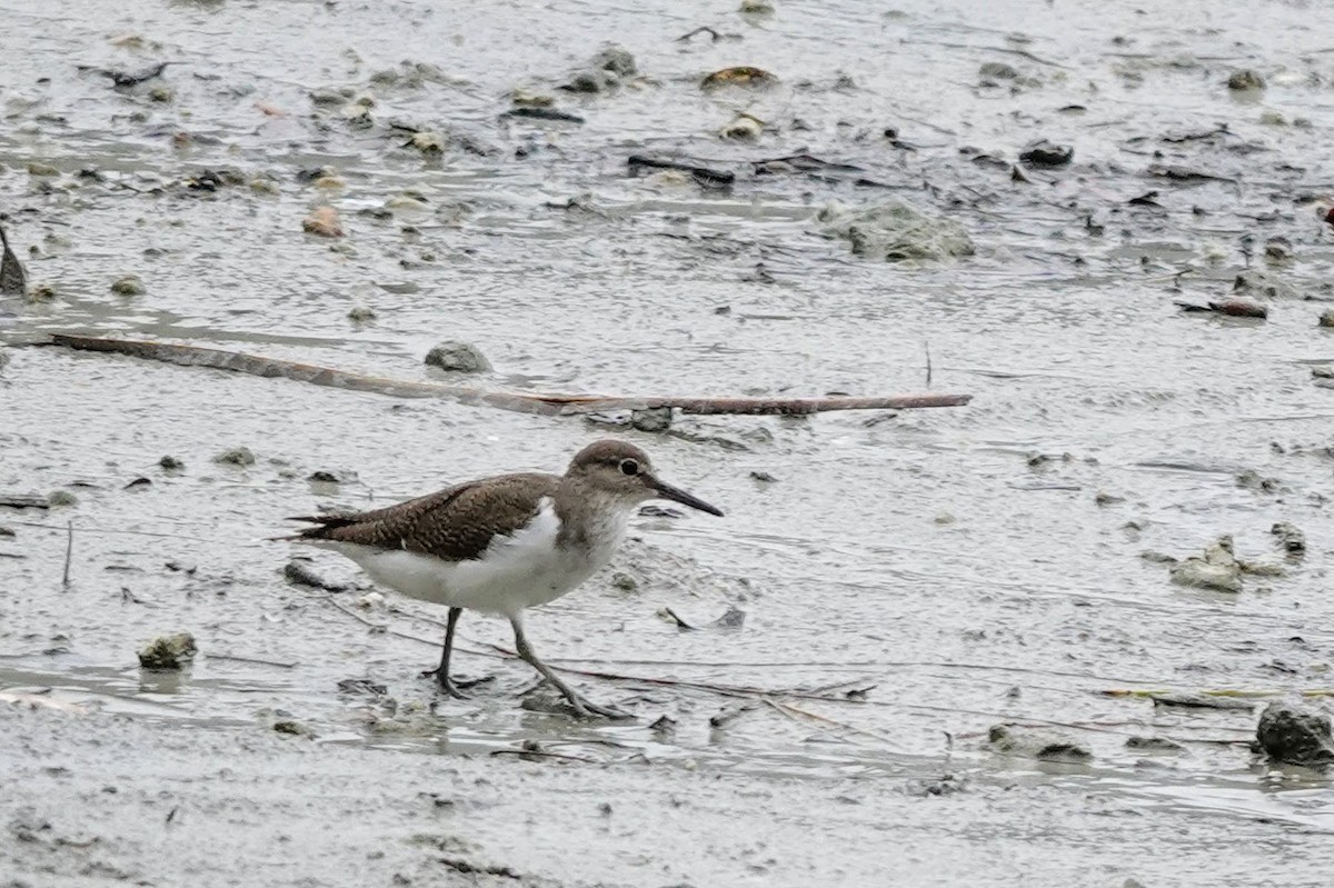 Common Sandpiper - ML608816776