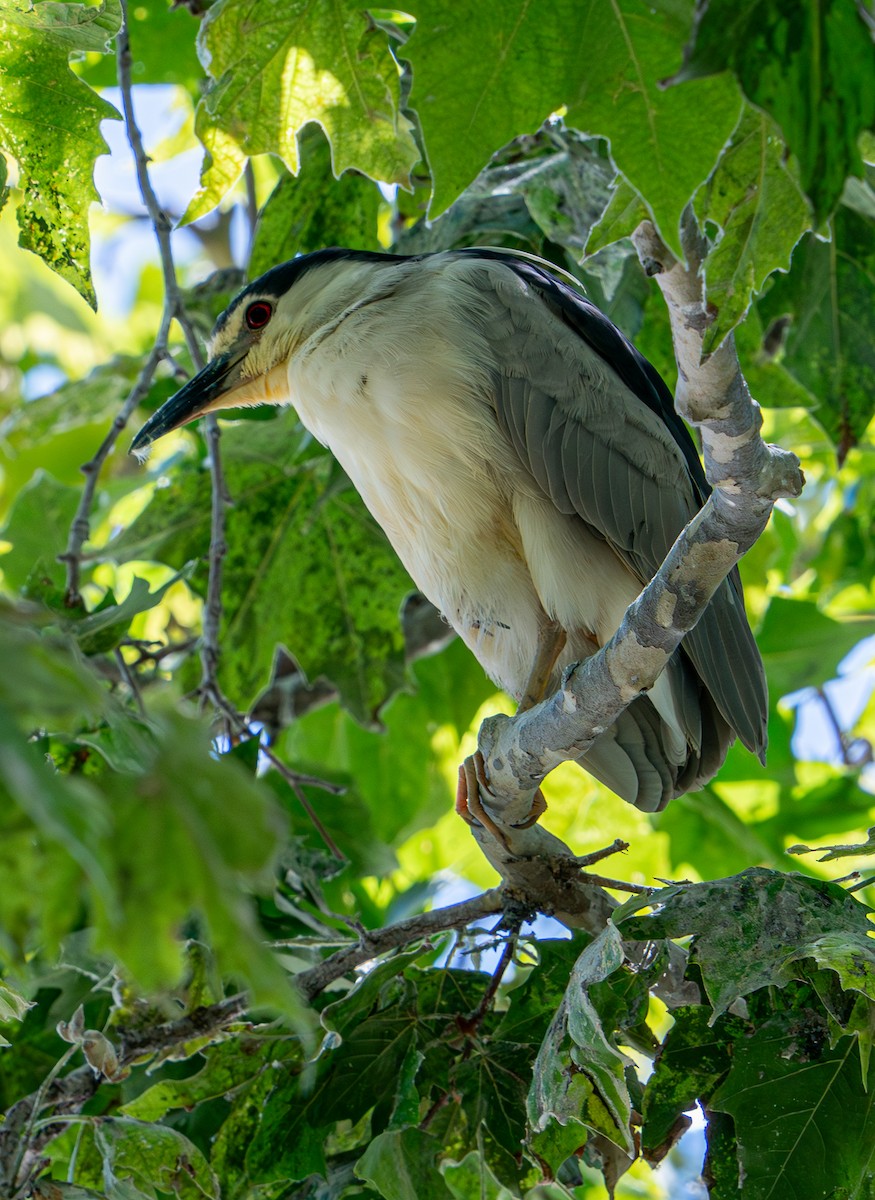 Black-crowned Night Heron - ML608816827