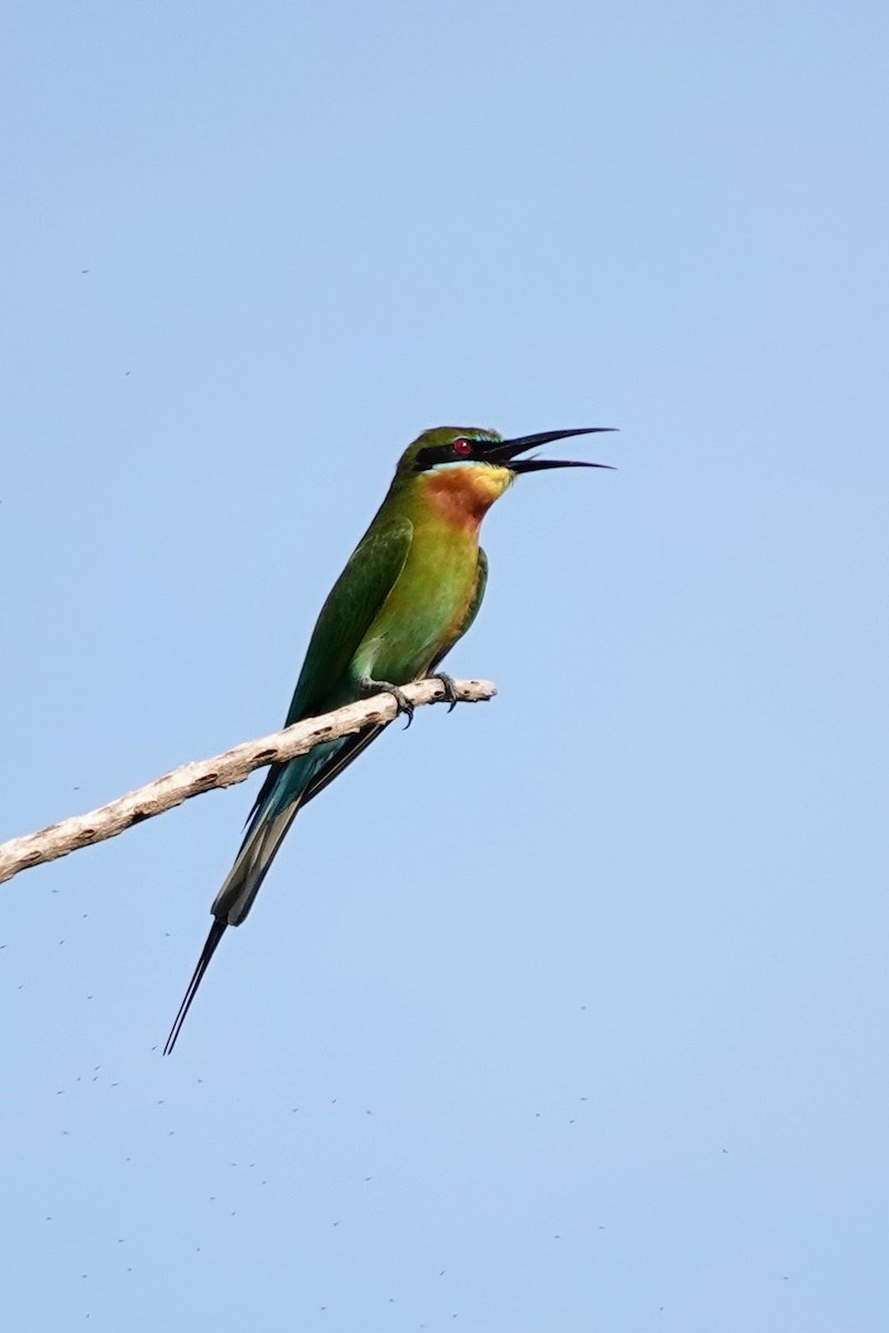 Blue-tailed Bee-eater - Brecht Caers