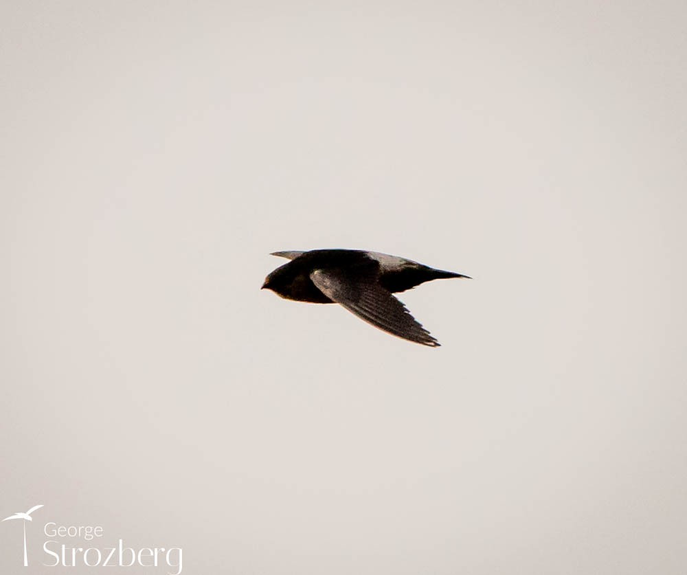 Gray-rumped Swift - ML608816946