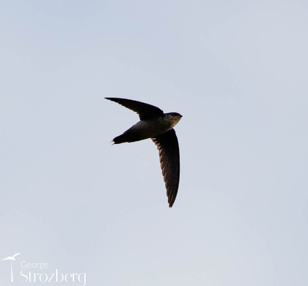 Gray-rumped Swift - ML608816947