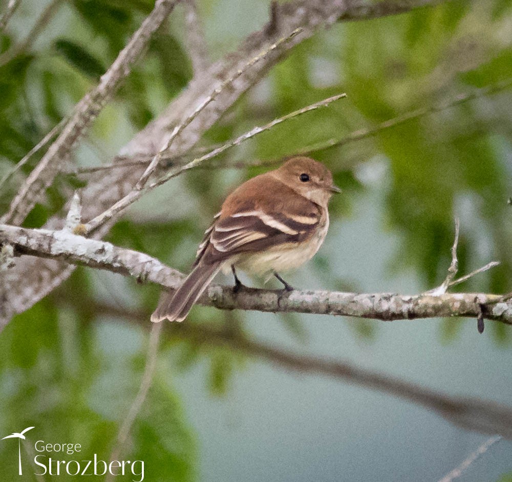 Bran-colored Flycatcher - ML608816977