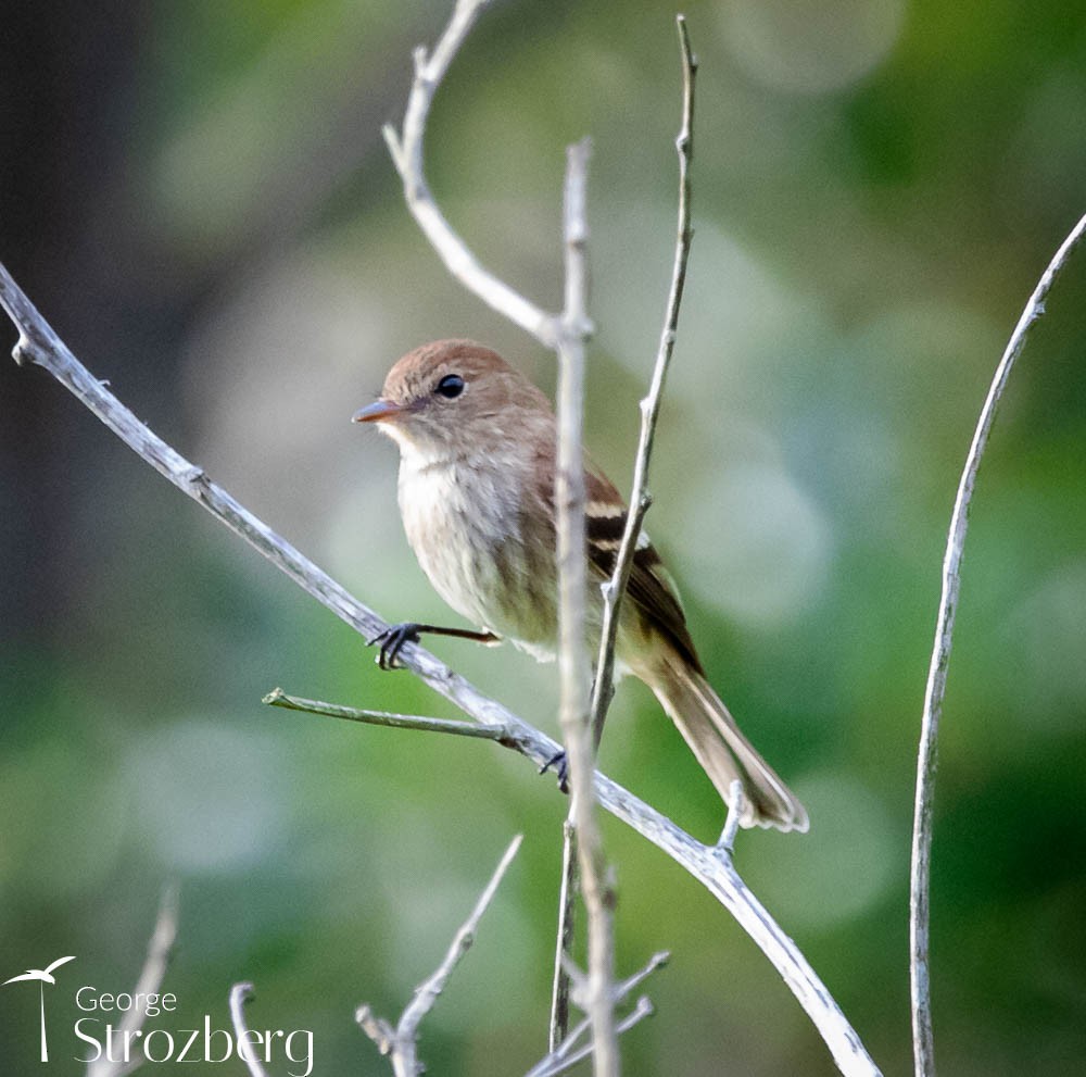 Bran-colored Flycatcher - ML608816978