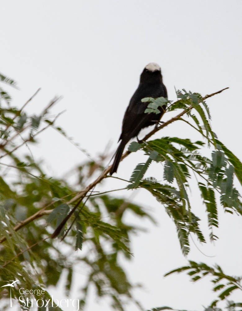 Long-tailed Tyrant - ML608816986