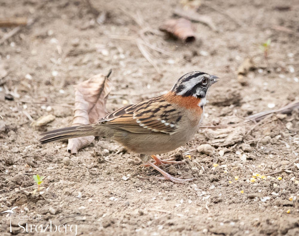 Rufous-collared Sparrow - ML608816988