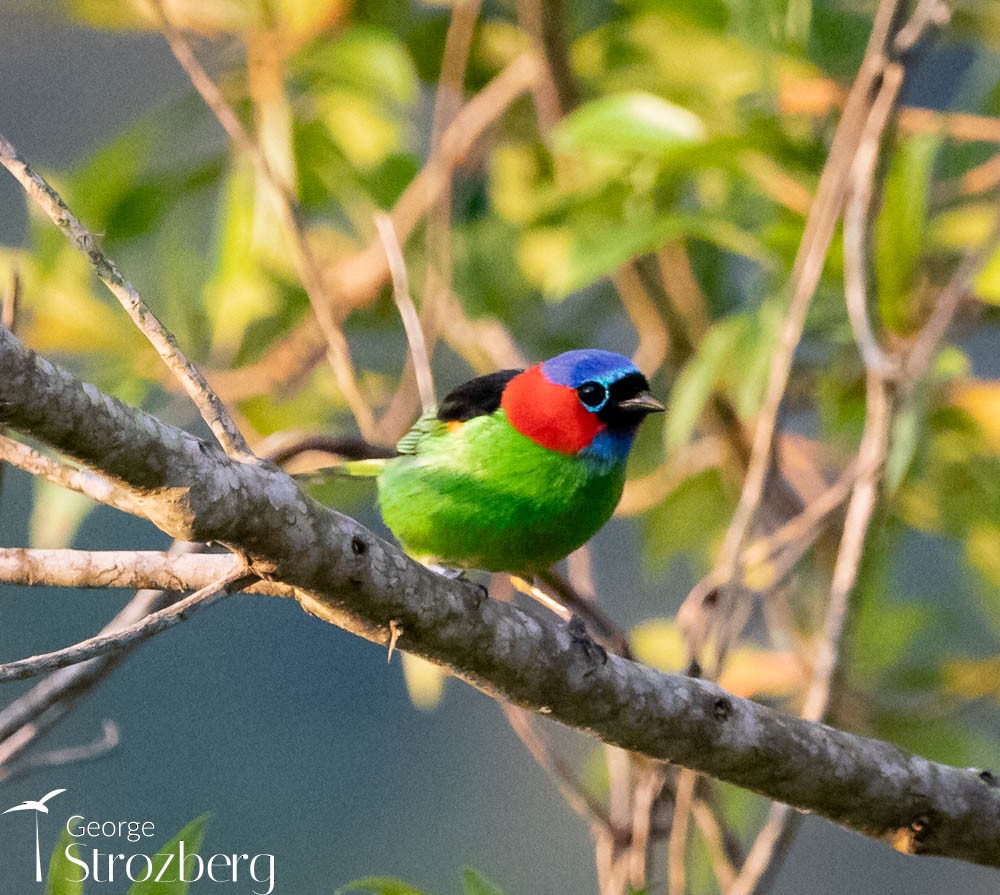 Red-necked Tanager - ML608816993