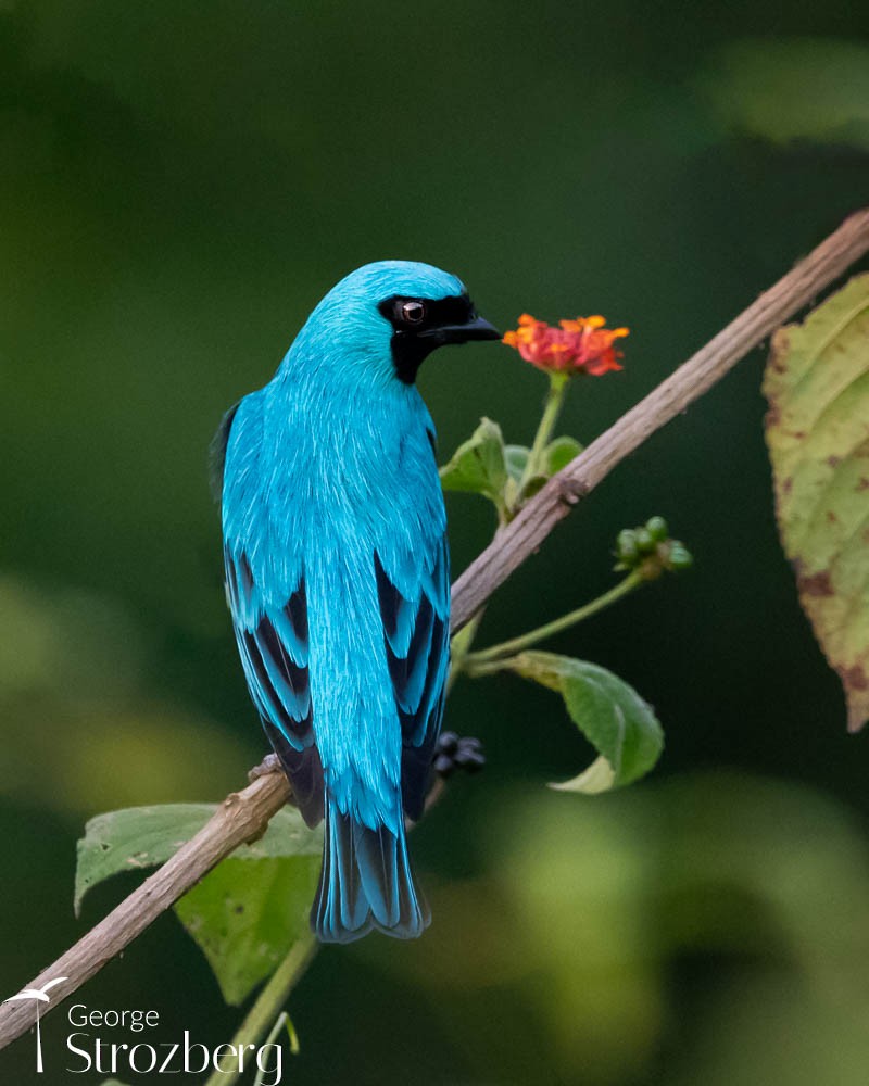 Tangara Golondrina - ML608817001