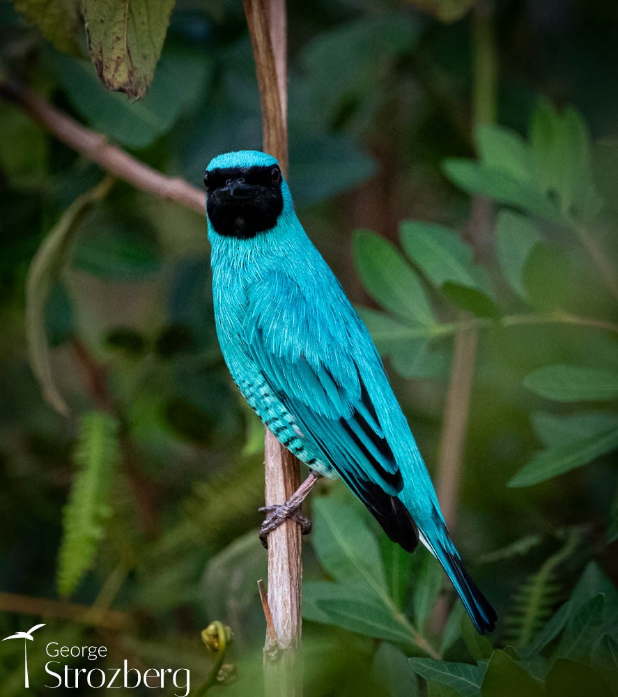 Tangara Golondrina - ML608817002