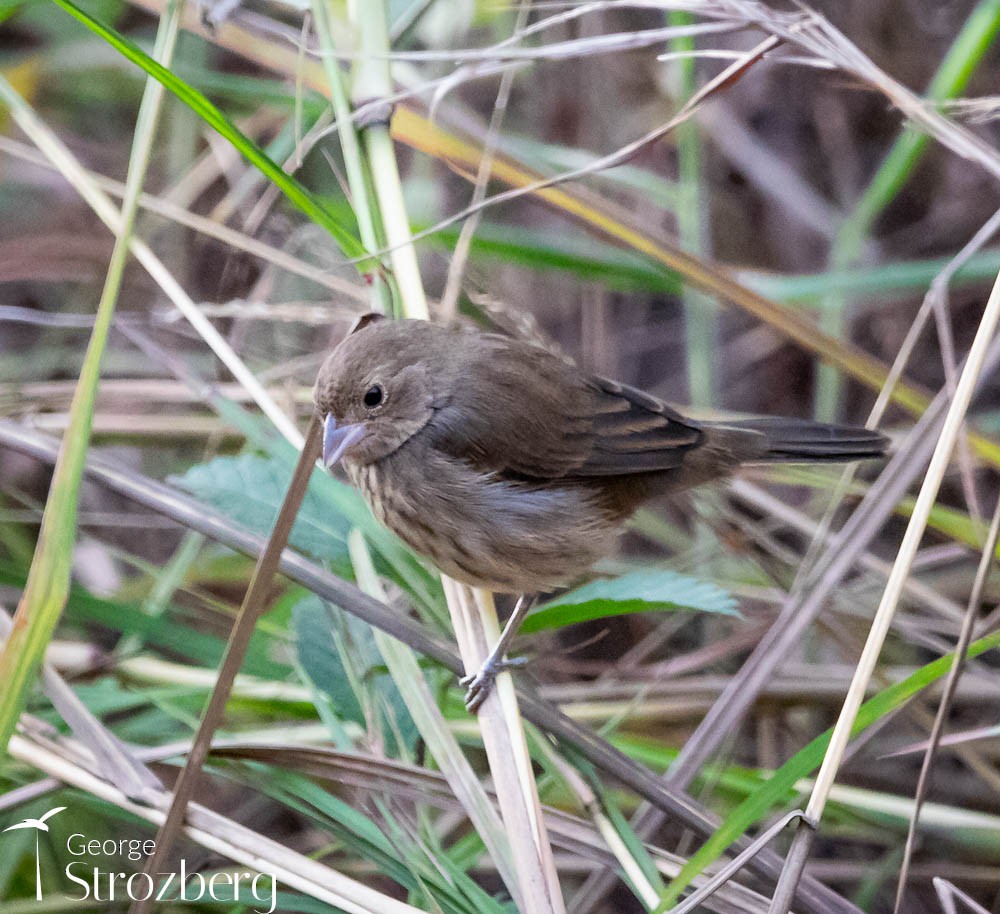 Blue-black Grassquit - ML608817028