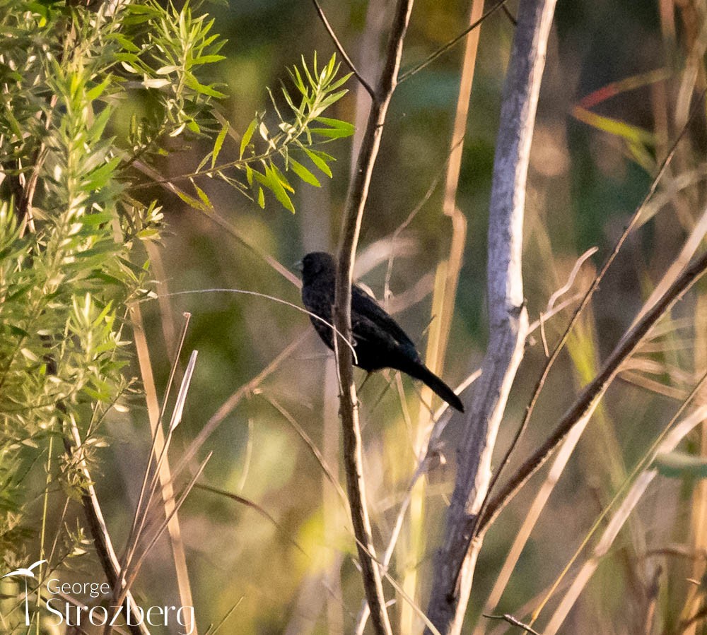 Blue-black Grassquit - George Strozberg