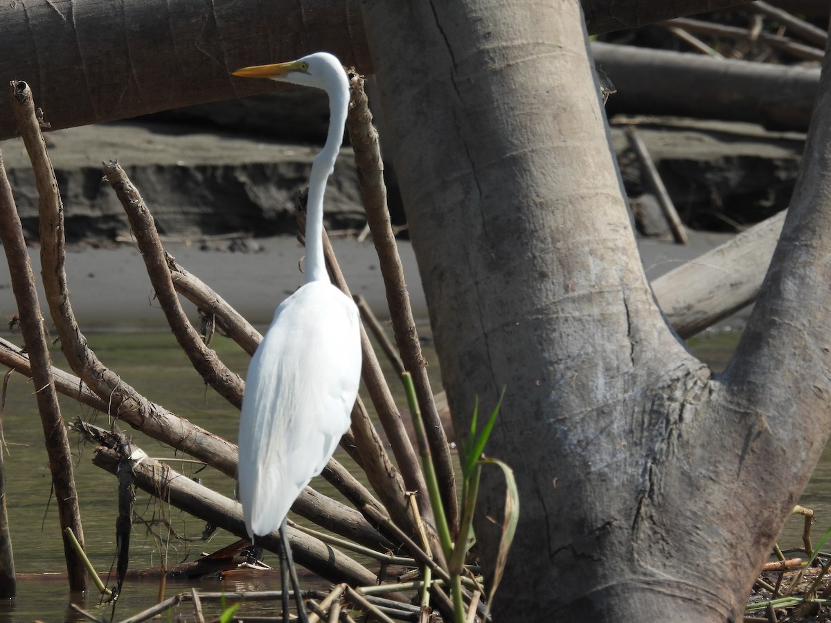 Great Egret - ML608817055